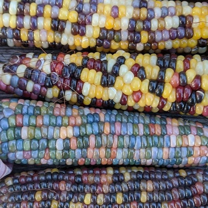 Organic 'Glass Gem' popcorn