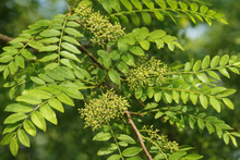 Gleditsia triacanthos var. inermis 'Imperial'