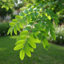 Gleditsia triacanthos var. inermis 'Shademaster'