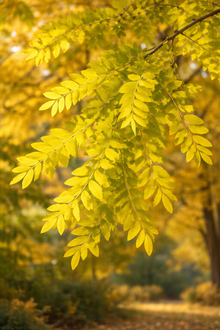 Gleditsia triacanthos var. inermis 'Skyline'