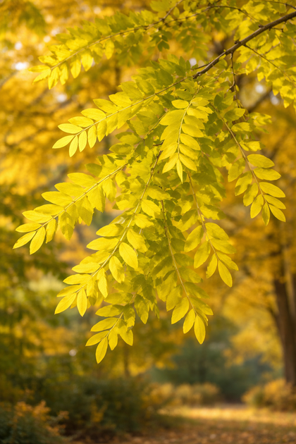 Gleditsia triacanthos var. inermis 'Skyline'