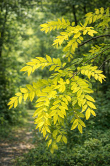 Gleditsia triacanthos var. inermis 'Sunburst'