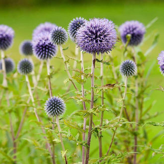 Des têtes florales sphériques bleu violet se dressent sur de fines tiges vertes. Leur surface est couverte de petites pointes et de filaments pâles, donnant un contour hérissé. Plusieurs têtes plus petites et plus sombres apparaissent entre les fleurs. Des feuilles étroites et découpées traversent le bas, sur un fond de végétation vert clair.