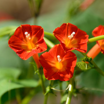 Ipomoea 'Crimson Rambler'