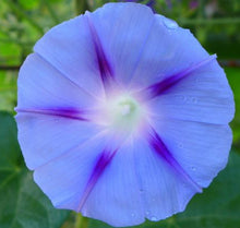 Gloire du matin 'Decapo Light Blue'