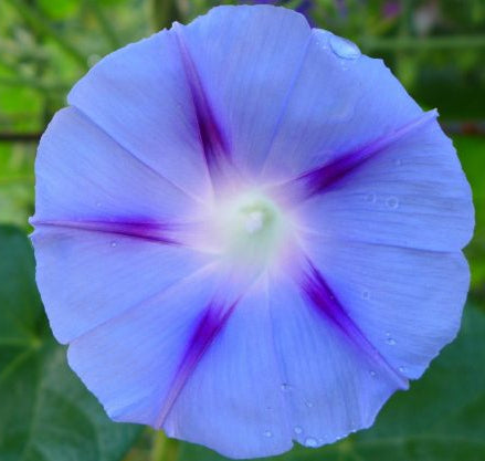 Gloire du matin 'Decapo Light Blue'