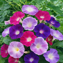 Morning Glory 'Ipomea'