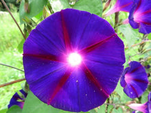 Gloire du matin 'Knawulian Black'