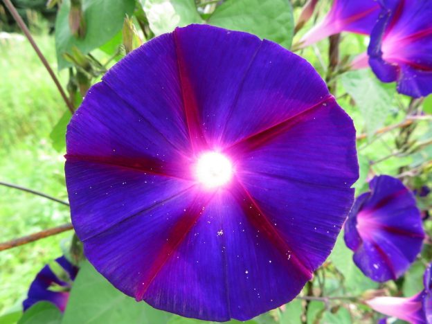 Gloire du matin 'Knawulian Black'