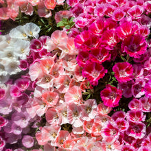 Godetia 'Azalea Flower'
