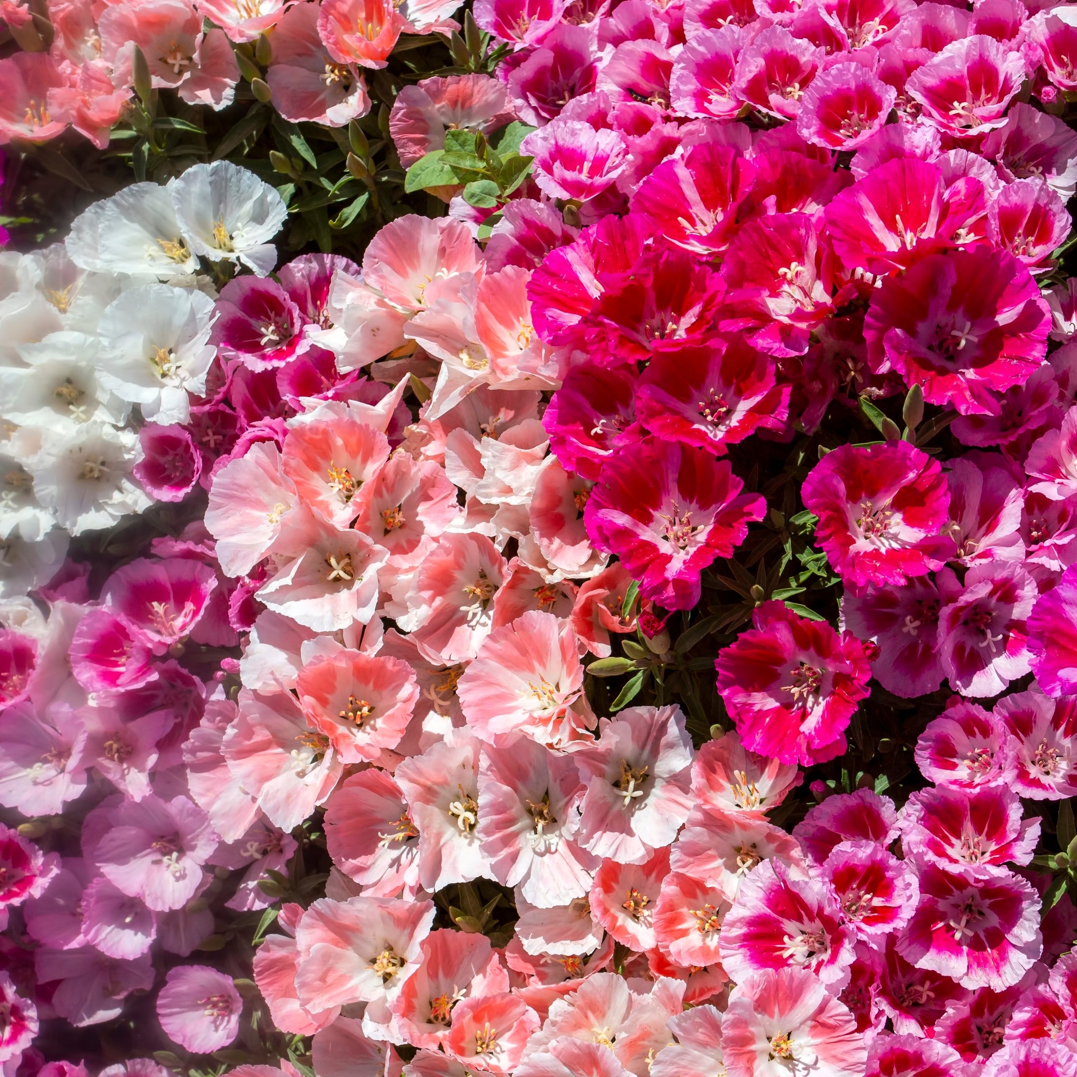 Godetia 'Azalea Flower'