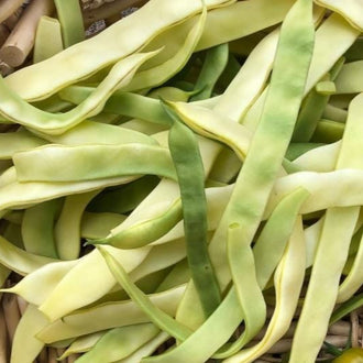 Organic 'Gold Marie' Pole Bean Seeds by Gaia, product image prepared for Canadian gardeners.