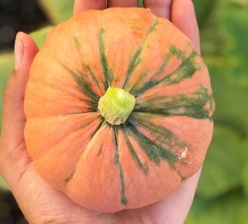 ‘Gold Nugget’ winter squash, ecologically grown seeds (<em>Cucurbita pepo</em>)