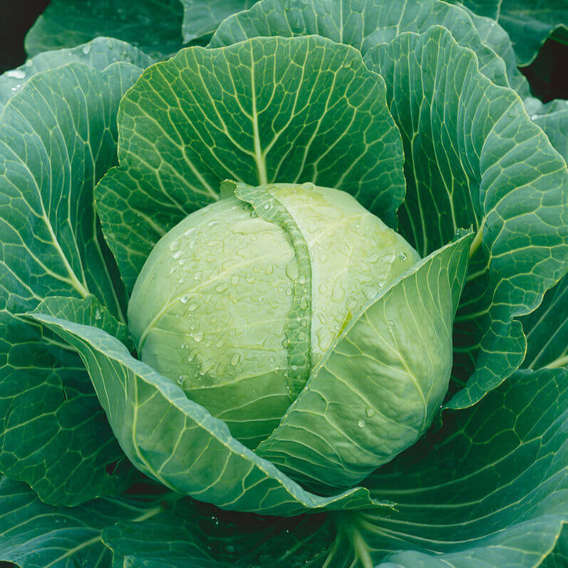 Cabbage 'Golden Acre' 