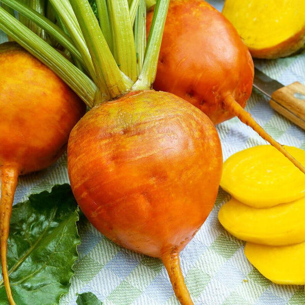 Golden Beet 