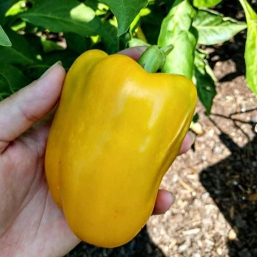 Sweet Pepper 'Golden California Wonder' organic