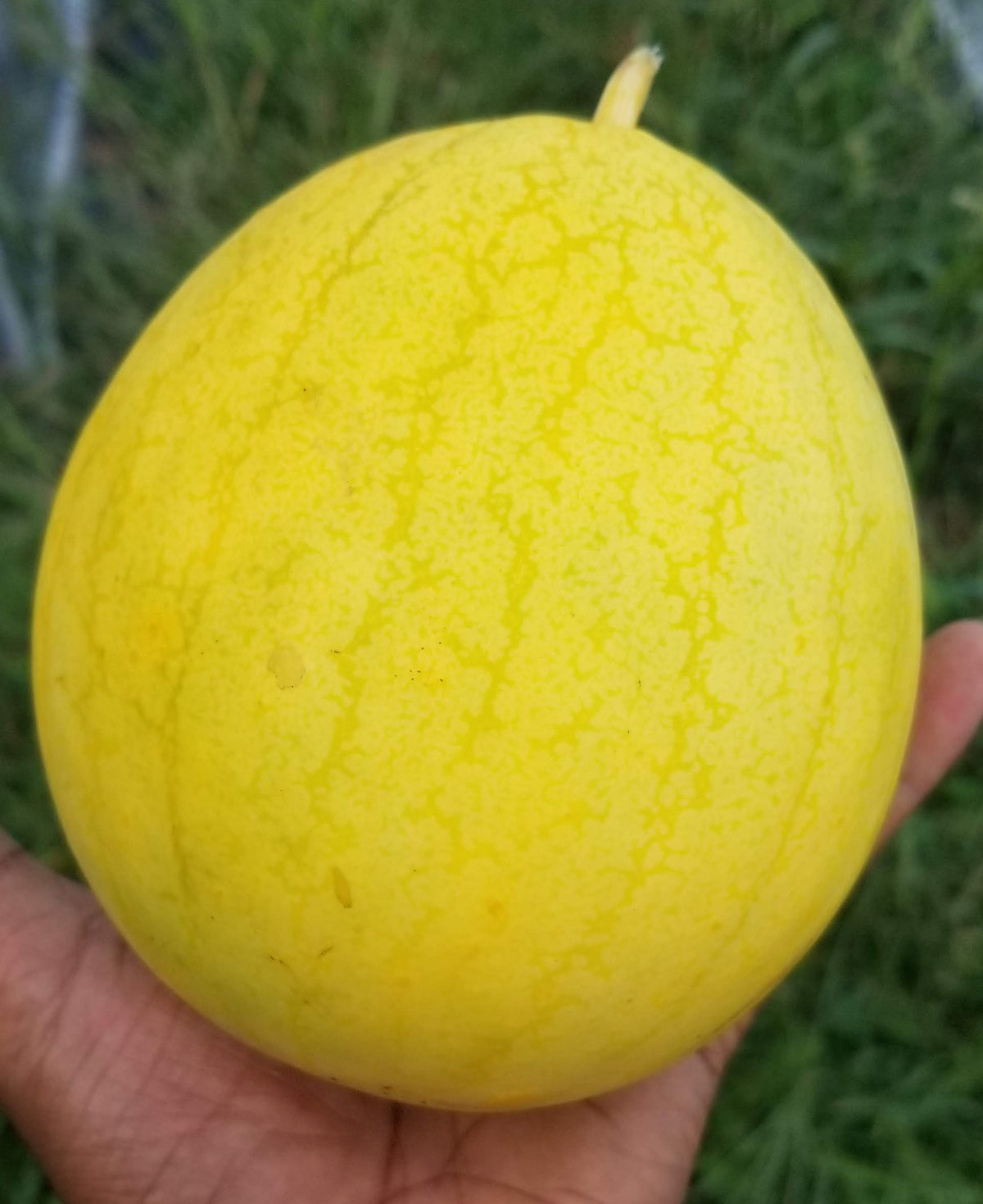 Organic 'Golden Midget' watermelon