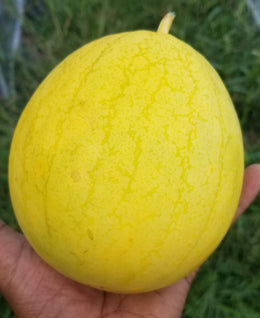 Melon d'eau 'Golden Midget' bio