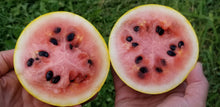 Organic 'Golden Midget' watermelon