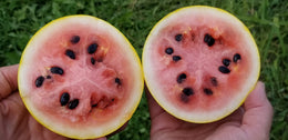 Melon d'eau 'Golden Midget' bio