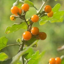 Berries 'Golden Pearl' Organic