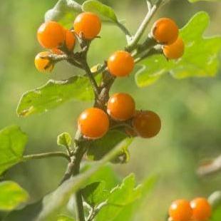 Baie 'Golden Pearl' bio