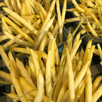Organic 'Gold Rush' Yellow Wax Bean Seeds by Gaia, product image prepared for Canadian gardeners.