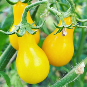 Organic 'Golden Sundrop' Tomato Seeds by Gaia, product image prepared for Canadian gardeners.