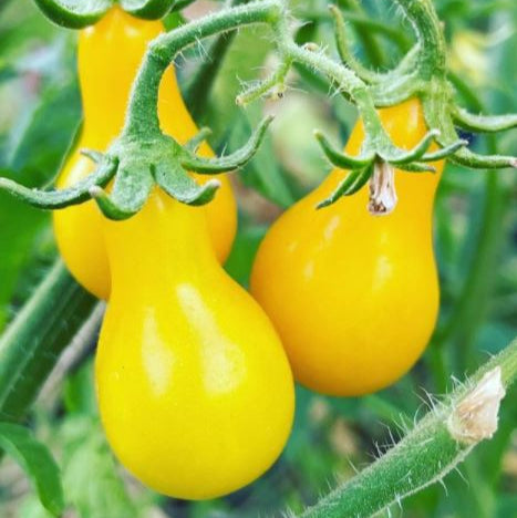 Tomate 'Golden Sundrop' bio