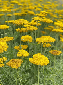 Organic 'Golden Yarrow' Yarrow