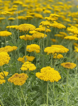 Organic 'Golden Yarrow' Yarrow