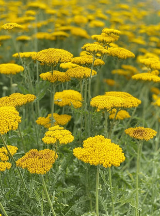 Organic 'Golden Yarrow' Yarrow