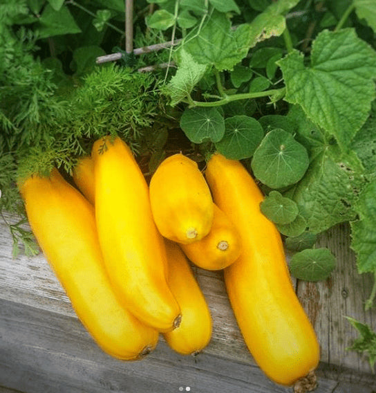 Courgette ‘Goldy’ F1 bio (<em>Cucurbita pepo</em>)