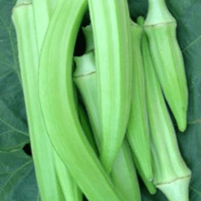 Gombo 'Burmese' bio