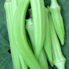 Gombo 'Burmese' bio