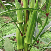 Gombo 'Cow Horn' bio