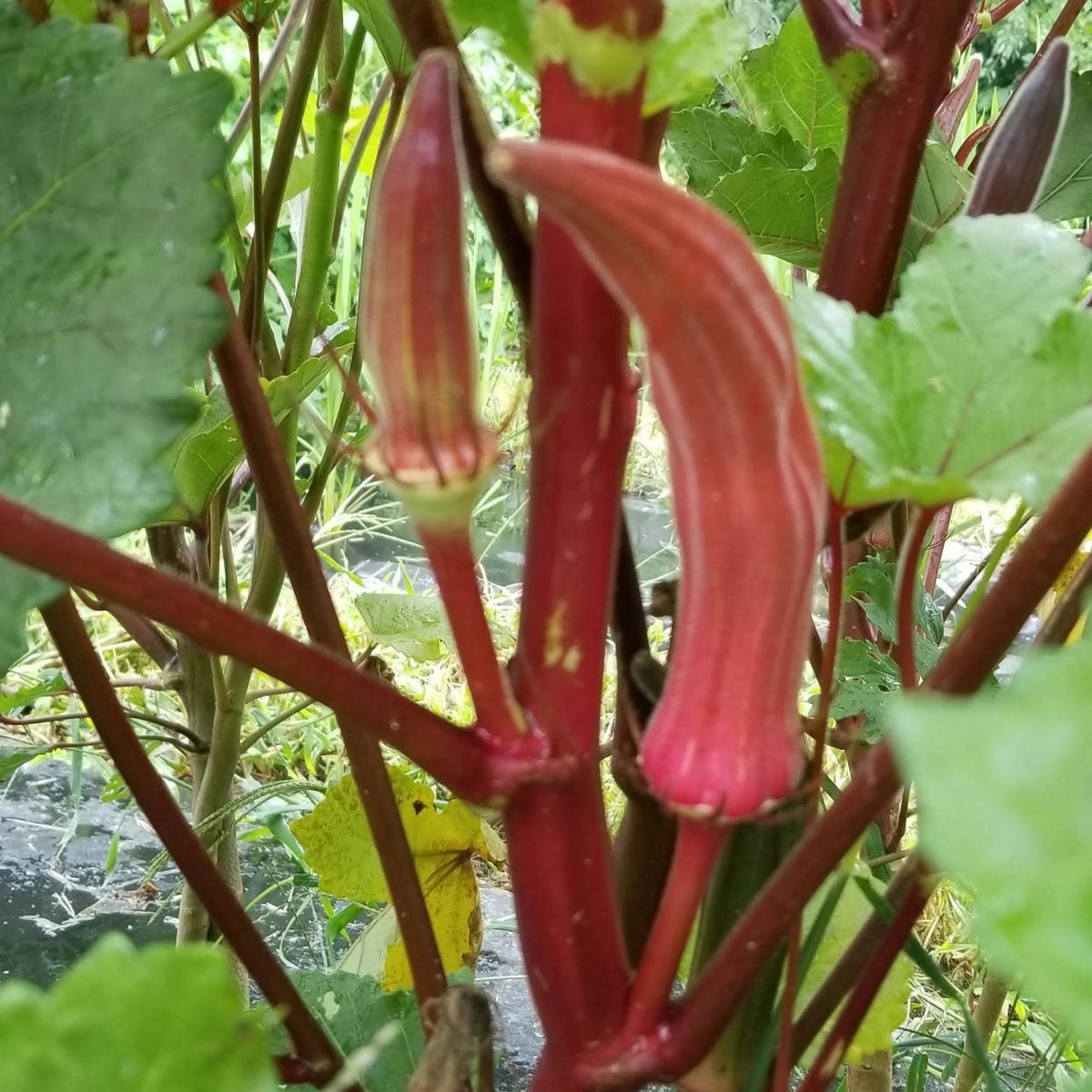 Gombo 'Red Burgundy' bio