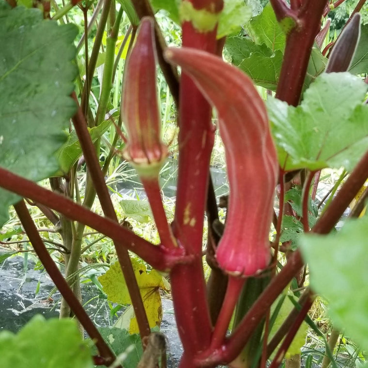 Gombo 'Red Burgundy' bio