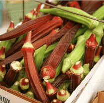 Organic Okra 'Red Green Okra Mix'