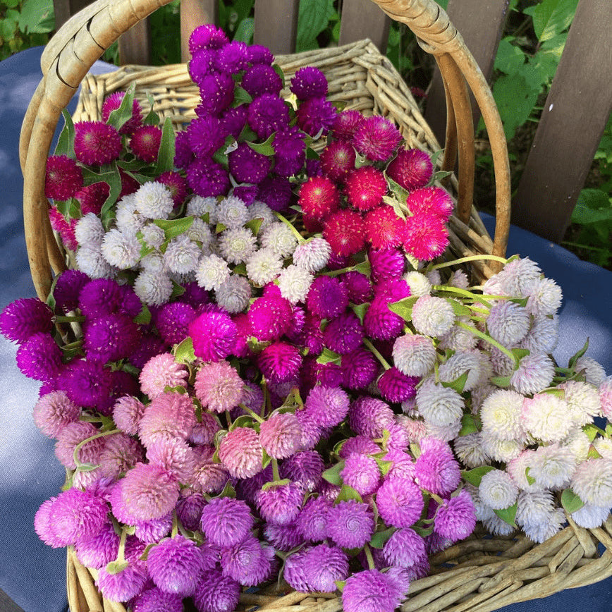 Organic Gomphrena 'Audrey Mix'