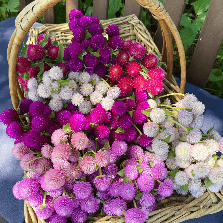 Organic Gomphrena 'Audrey Mix'