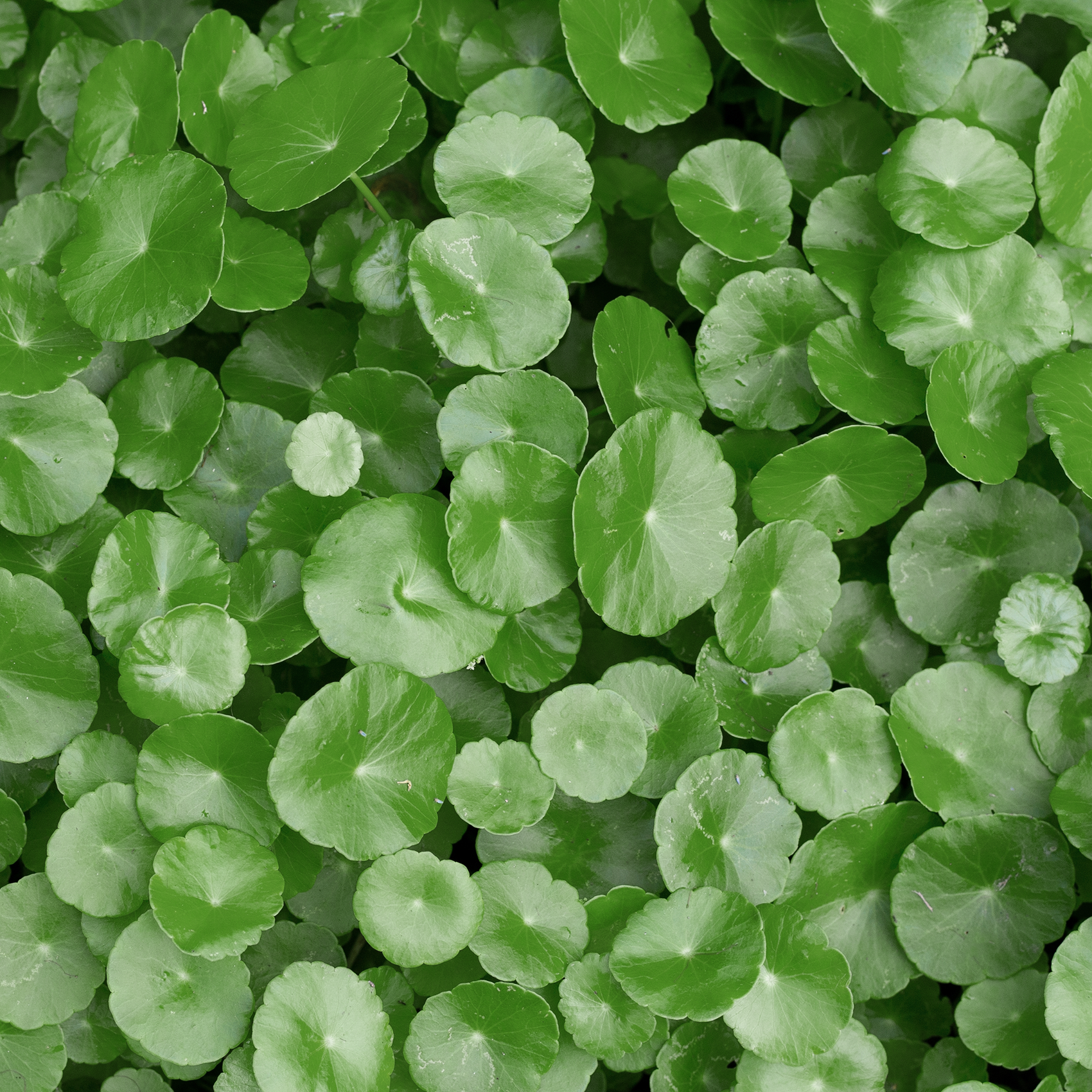 Gotu kola