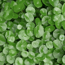 Gotu kola