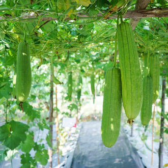 De longues gourdes vertes striées pendent verticalement sous un réseau de tiges et de supports. Leurs formes cylindriques se rétrécissent légèrement vers les extrémités arrondies. De grandes feuilles vertes et quelques vrilles entourent les fruits. Le fond clair apparaît dans les espaces de cette végétation, avec une ligne de sol ou de passage visible derrière les gourdes du premier plan.