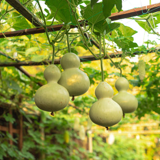 Des gourdes vert pâle pendent sous un réseau de tiges et de traverses brunes. Les fruits montrent une petite partie ronde au-dessus d’une base plus large, donnant des silhouettes à deux renflements. Des feuilles vertes lobées s’étalent autour des attaches. Le fond lumineux reste flou, avec d’autres feuilles et des structures de bois visibles derrière les fruits rapprochés.