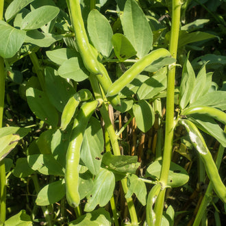 Photo de Gourgane 'Broad Windsor'. Chaque gousse renferme 6 à 7 grosses fèves vert pâle, faciles à écosser. Les jeunes feuilles tendres de la plante, quant à elles, peuvent être consommées crues ou cuites, comme des épinards. La couleur caractéristique est : vert pâle. Les fruits présentent cette forme : plate.