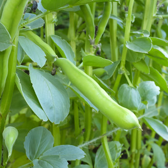 Photographie de Gourgane (Vicia faba ‘Express’), sélection proposée en semences W.H. Perron. Le visuel présente l’apparence de la plante ou de sa récolte et permet d’en observer les formes et les couleurs. Cette vue illustre les caractéristiques visibles de la sélection, dans une présentation destinée à accompagner son identification et à montrer son intérêt au jardin.