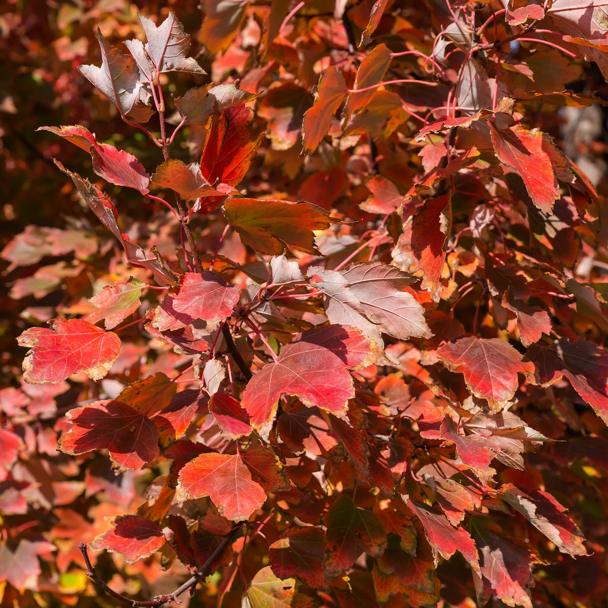 Érable rouge