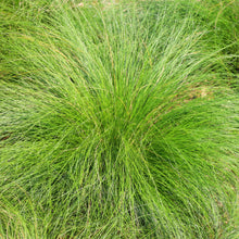 Meadow grass
