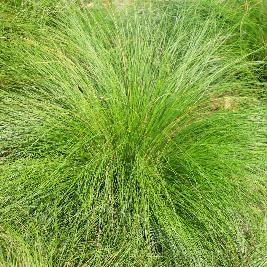 Graminé des prairies